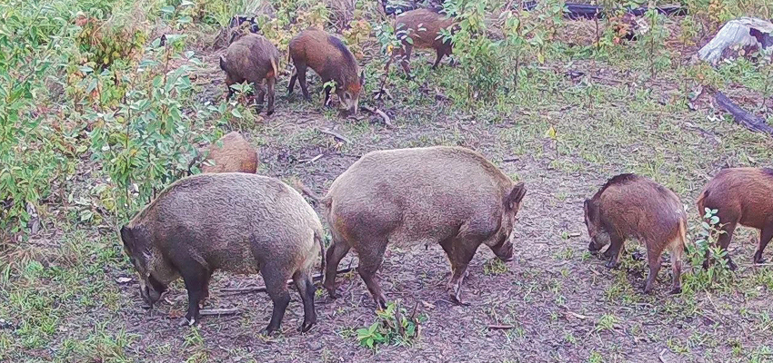 Wild Boar in Alberta