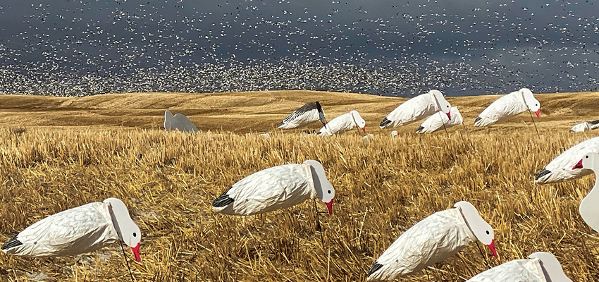 Snow Goose Trends and Dealing with Viruses