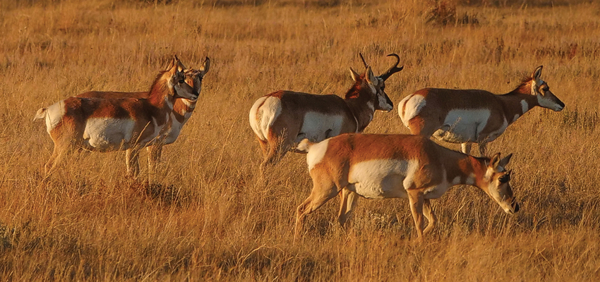 GPS Collaring: A Look Behind the Scenes