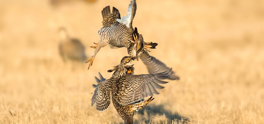 Field Trial on Sacred Ground