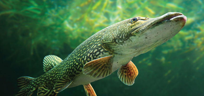Northern Pike: Alberta’s Apex Predator