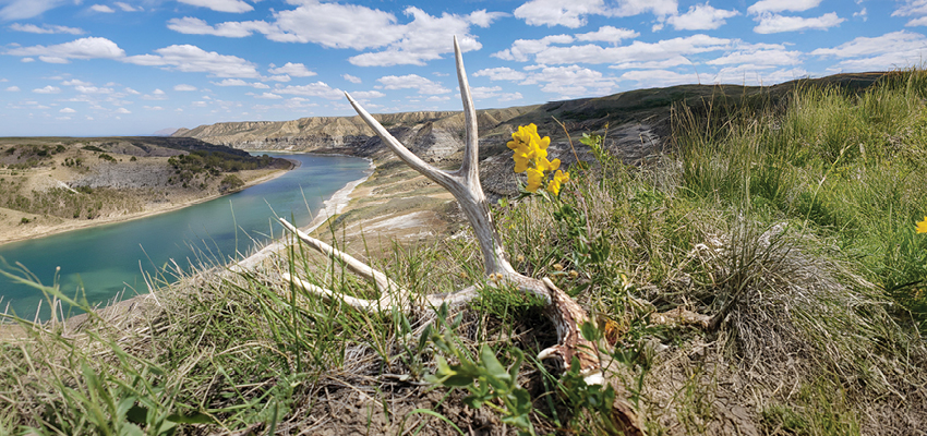 Tips and Tricks for Finding Shed Antlers