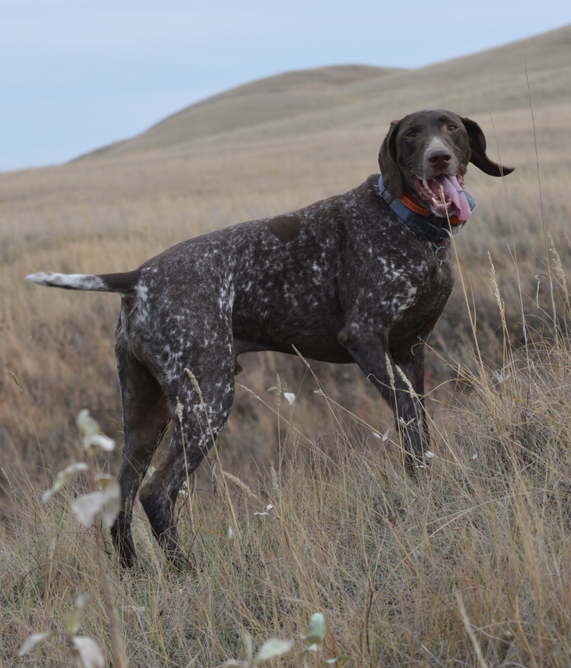 Chocolate Lab standing in a field at taber pheasant festival