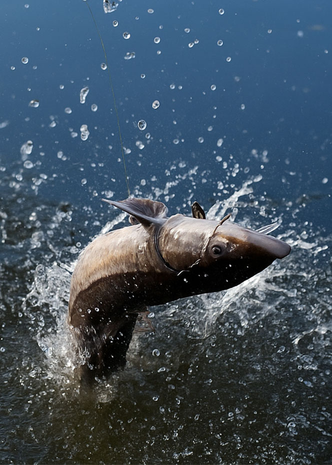 Sturgeon Jumping out of the water